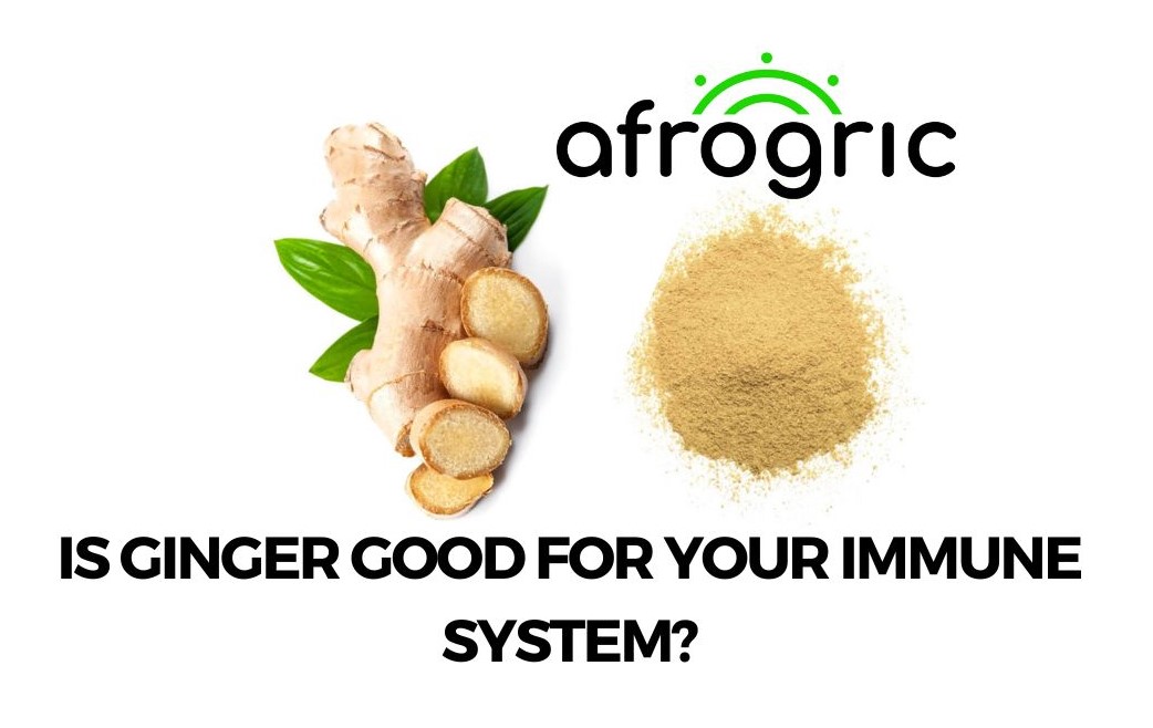 is-ginger-good-for-your-immune-system