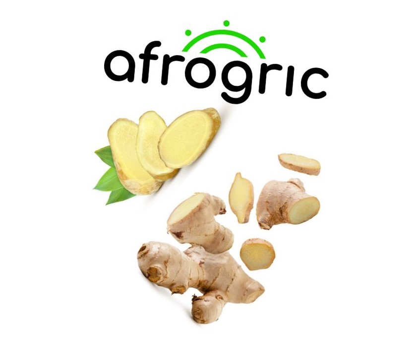 is-ginger-good-for-your-immune-system