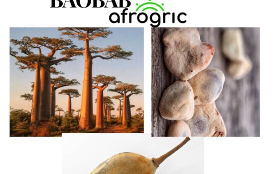 baobab