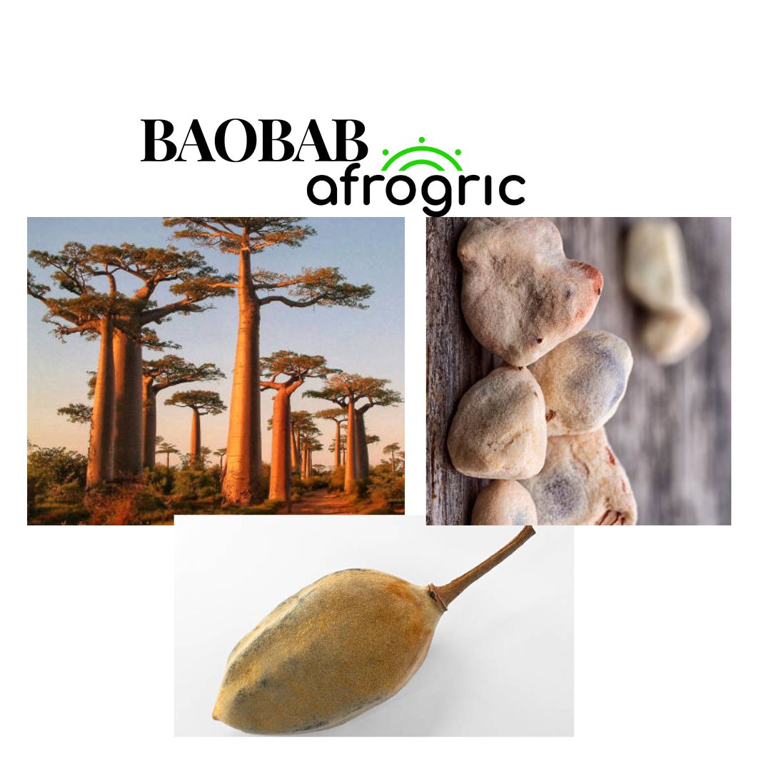 baobab