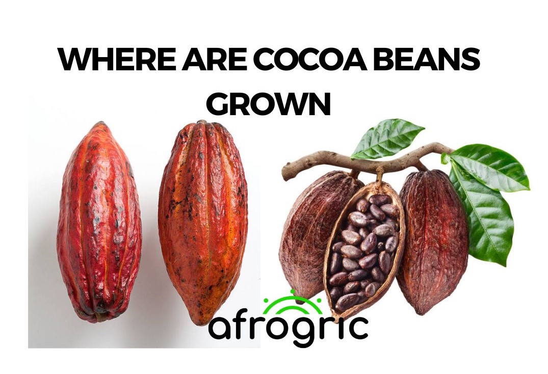 where-are-cocoa-beans-grown