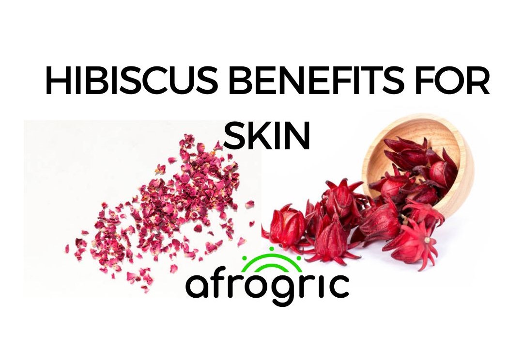 hibiscus-benefits-for-skin