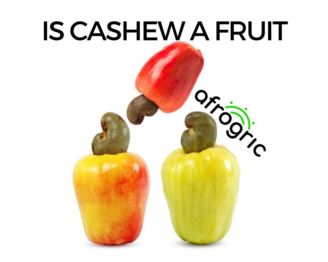 is-cashew-a-fruit