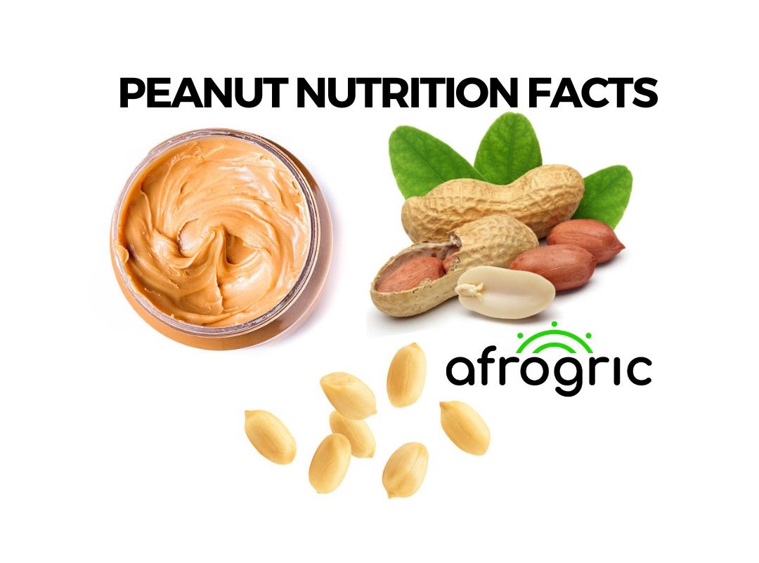 peanut-nutrition-facts