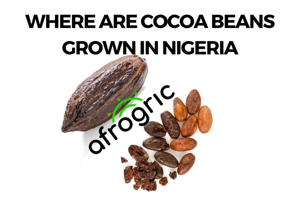 where-are-cocoa-beans-grown-in-nigeria