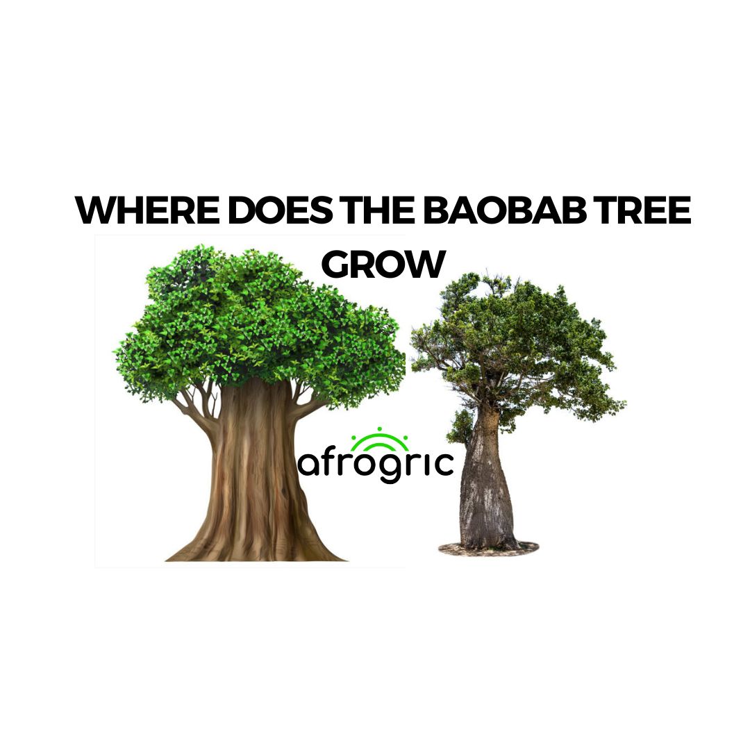 where-does-the-baobab-tree-grow